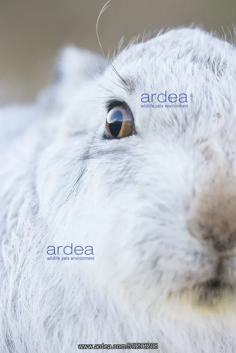 : Mountain Hare Portrait : Mountain Hare Portrait