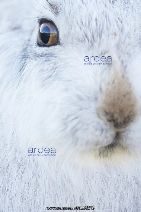 : Mountain Hare Portrait : Mountain Hare Portrait
