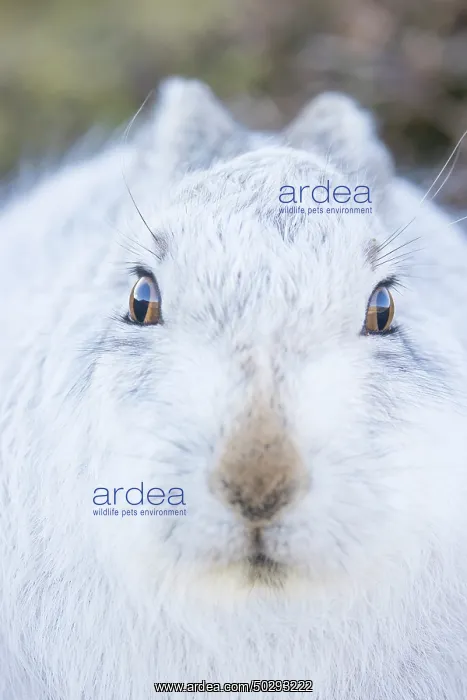 : Mountain Hare Portrait : Mountain Hare Portrait