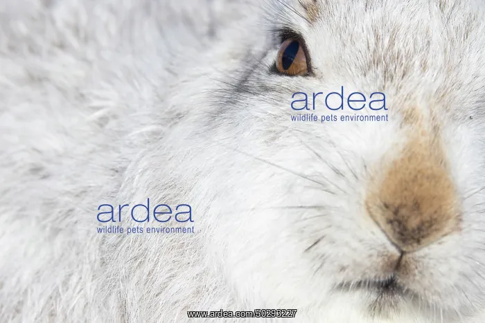 : Mountain Hare Portrait : Mountain Hare Portrait