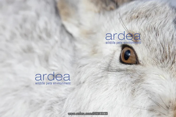 : Mountain Hare Portrait : Mountain Hare Portrait