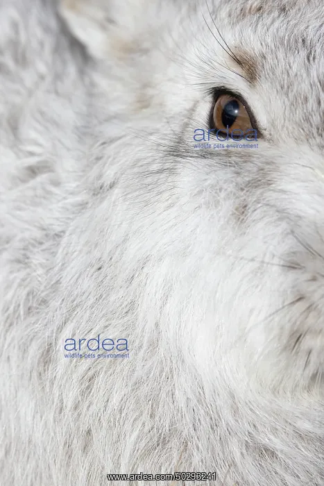 : Mountain Hare Portrait : Mountain Hare Portrait