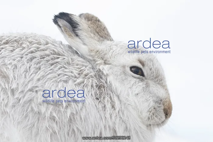 : Mountain Hare Portrait : Mountain Hare Portrait