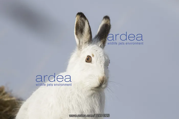 : Mountain Hare - portrait - Cairngorms National park : Mountain Hare - portrait - Cairngorms National park