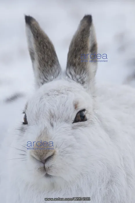 : Mountain Hare - portrait - Cairngorms National park : Mountain Hare - portrait - Cairngorms National park