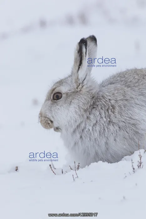 : Mountain Hare - portrait - Cairngorms National park : Mountain Hare - portrait - Cairngorms National park