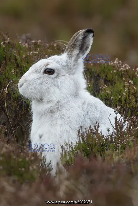 : Mountain Hare - portrait - Cairngorms National park : Mountain Hare - portrait - Cairngorms National park