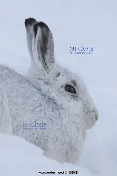  : Mountain Hare - portrait - Cairngorms National park
