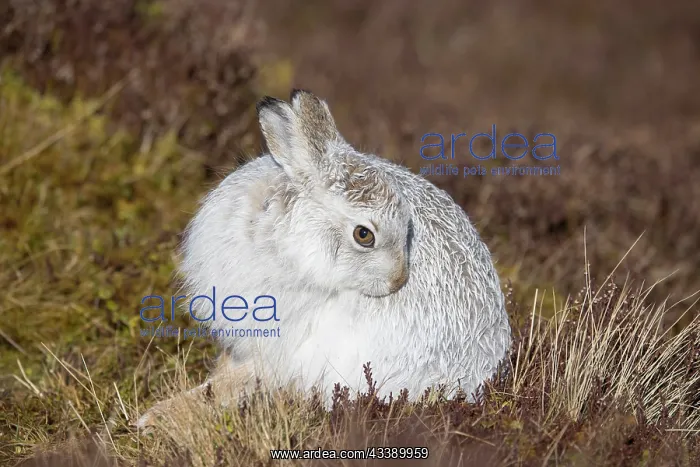 : Mountain Hare preening : Mountain Hare preening