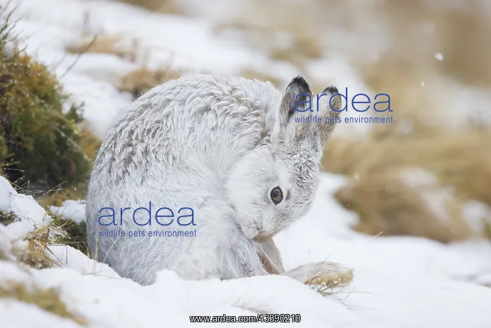: Mountain Hare preening : Mountain Hare preening
