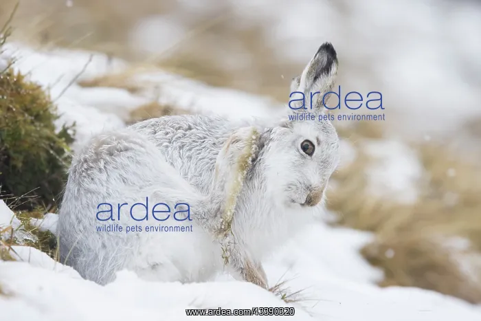 : Mountain Hare preening : Mountain Hare preening