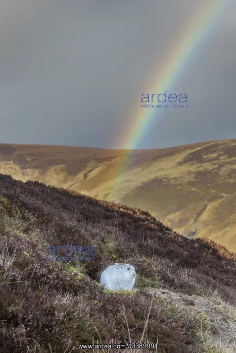 : Mountain Hare Rainbow : Mountain Hare Rainbow