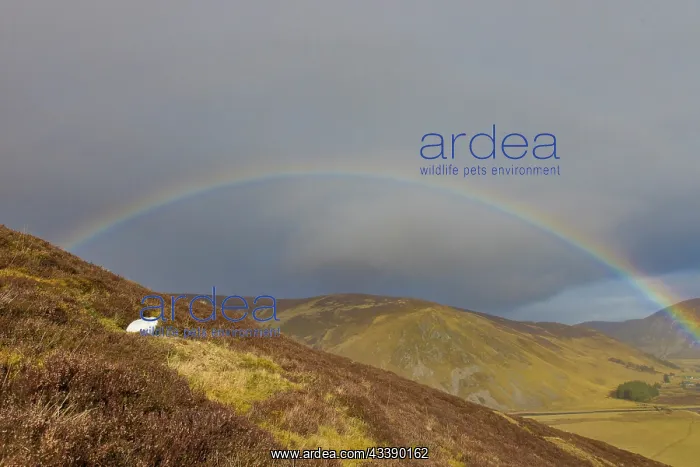 : Mountain Hare Rainbow : Mountain Hare Rainbow