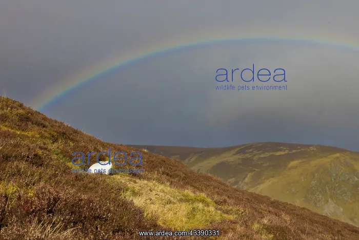 : Mountain Hare Rainbow : Mountain Hare Rainbow
