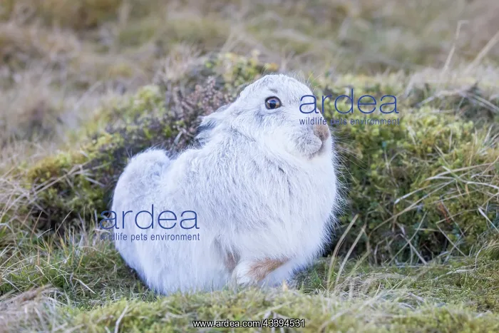 : Mountain Hare streching : Mountain Hare streching