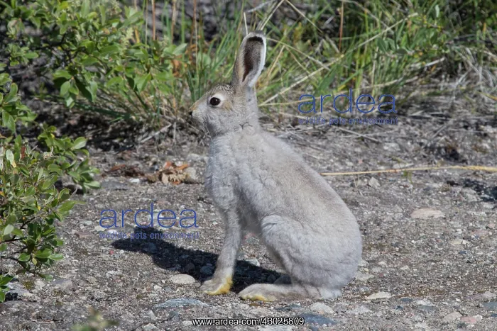 : Mountain Hare summer Mountain Hare adult hare in summer : Mountain Hare summer Mountain Hare adult hare in summer