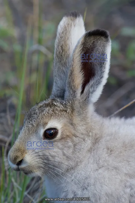 : Mountain Hare summer Mountain Hare adult hare in summer : Mountain Hare summer Mountain Hare adult hare in summer