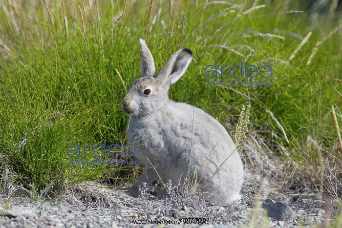 : Mountain Hare summer Mountain Hare adult hare in summer : Mountain Hare summer Mountain Hare adult hare in summer
