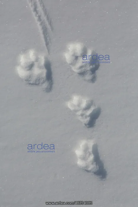 : Mountain Hare track : Mountain Hare track