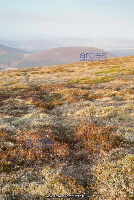 : Mountain Hare Tracks : Mountain Hare Tracks