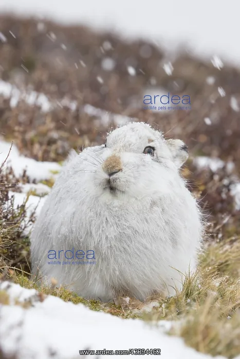 : Mountain Hare winter : Mountain Hare winter