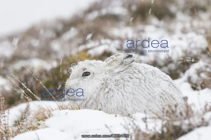 : Mountain Hare winter : Mountain Hare winter