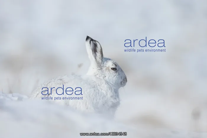 : Mountain Hare winter : Mountain Hare winter