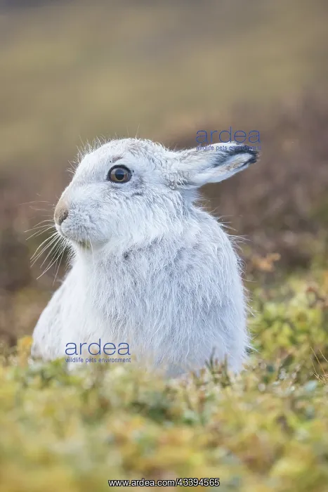 : Mountain Hare winter : Mountain Hare winter