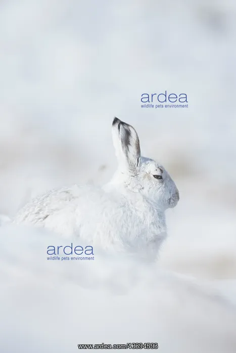 : Mountain Hare winter : Mountain Hare winter