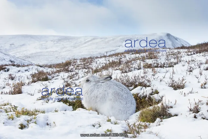 : Mountain Hare winter : Mountain Hare winter