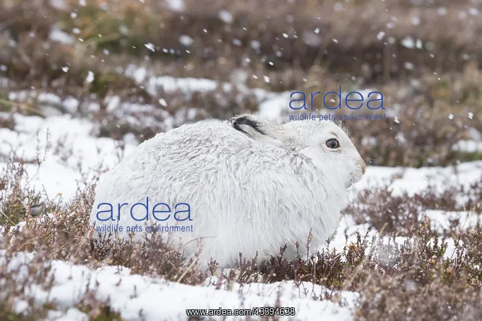 : Mountain Hare winter : Mountain Hare winter