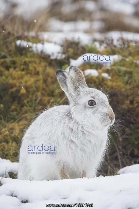 : Mountain Hare winter : Mountain Hare winter