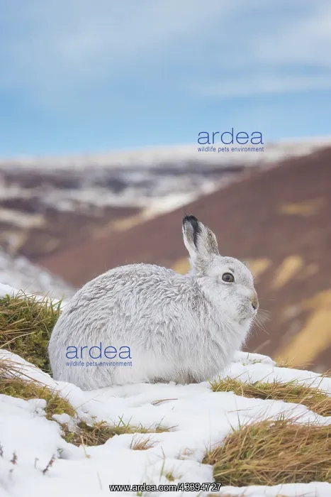: Mountain Hare winter : Mountain Hare winter