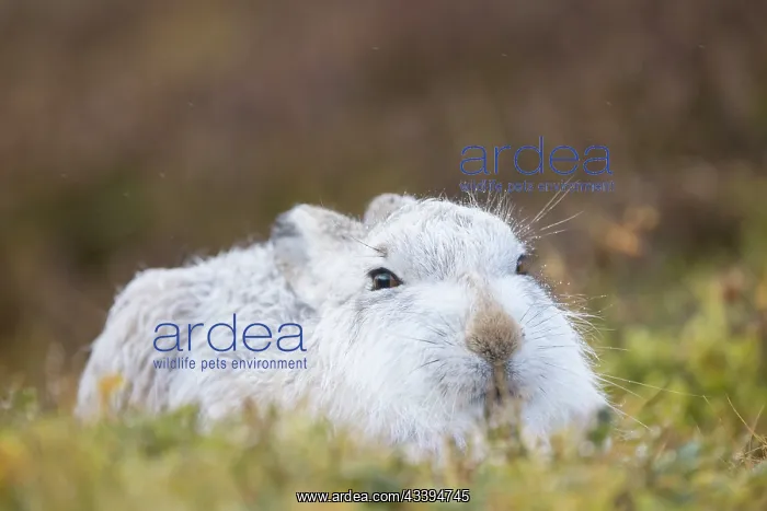 : Mountain Hare winter : Mountain Hare winter