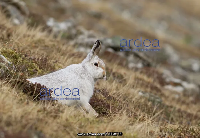 : Mountain Hare - in winter coat on hillside - February : Mountain Hare - in winter coat on hillside - February