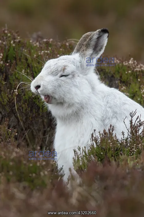 : Mountain Hare - yawning - Cairngorms National park : Mountain Hare - yawning - Cairngorms National park