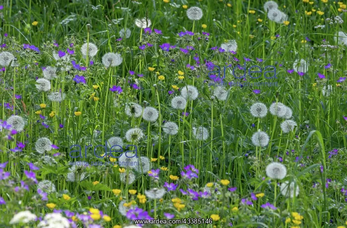  : Mountain hay meadow, with Wood Cranesbill, Dande