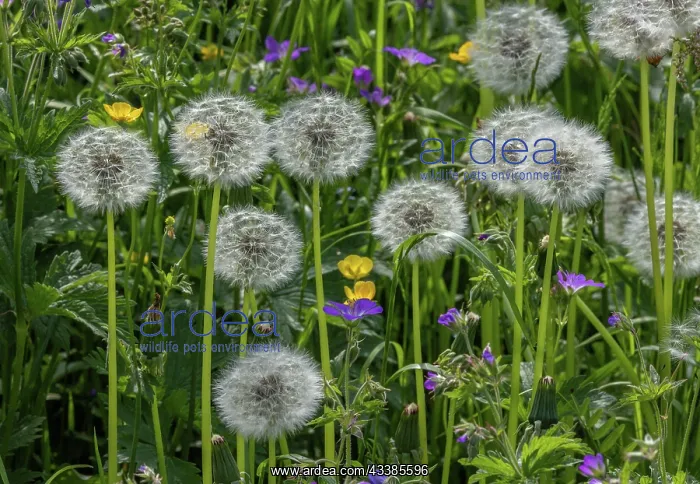  : Mountain hay meadow, with Wood Cranesbill, Dande