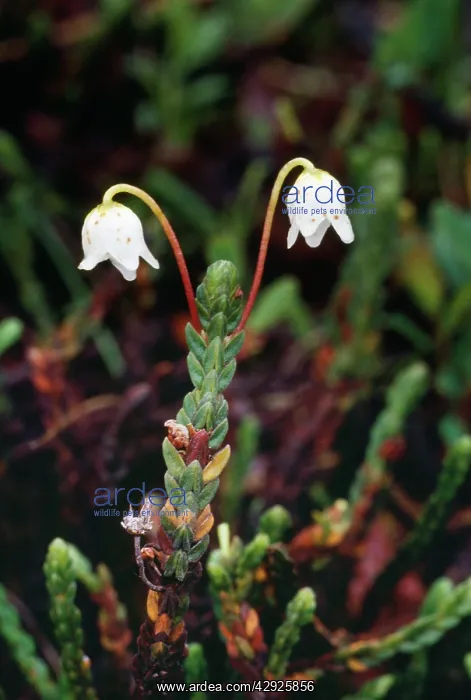 : MOUNTAIN HEATHER : MOUNTAIN HEATHER