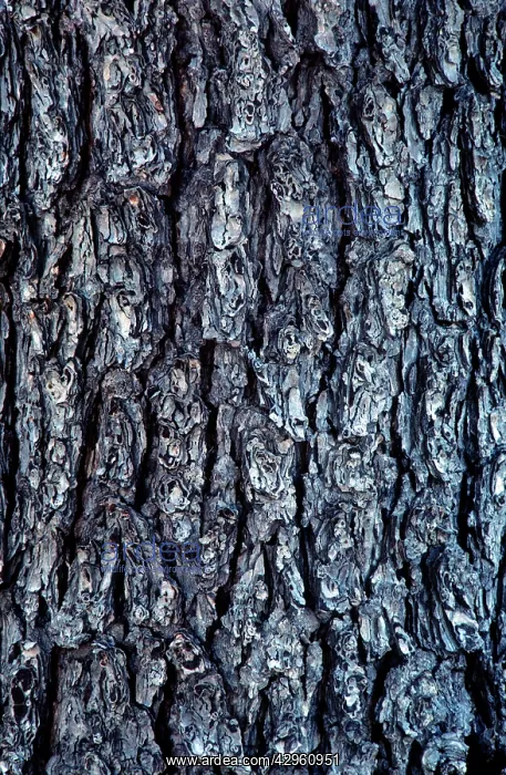 : Mountain Hemlock - bark : Mountain Hemlock - bark