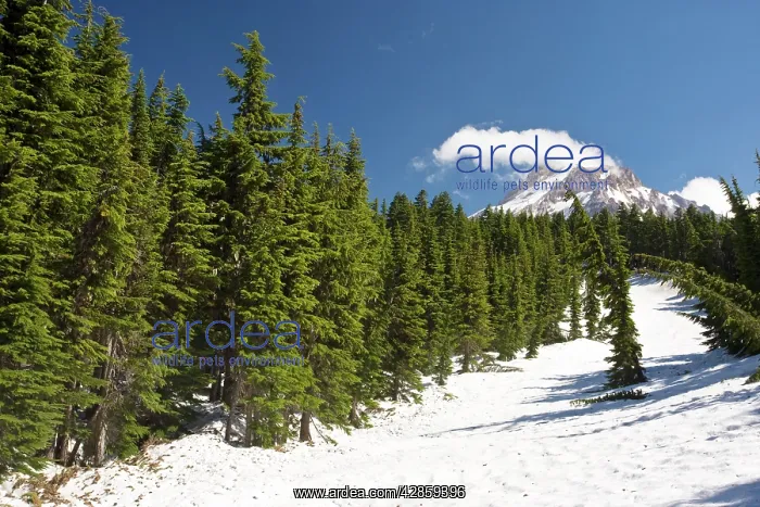 : Mountain Hemlock forest : Mountain Hemlock forest