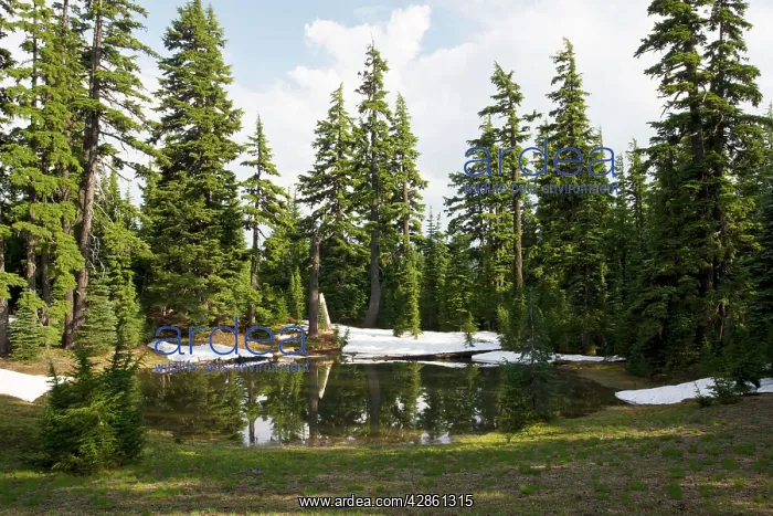 : Mountain Hemlock - by mountain lake near Sisters : Mountain Hemlock - by mountain lake near Sisters