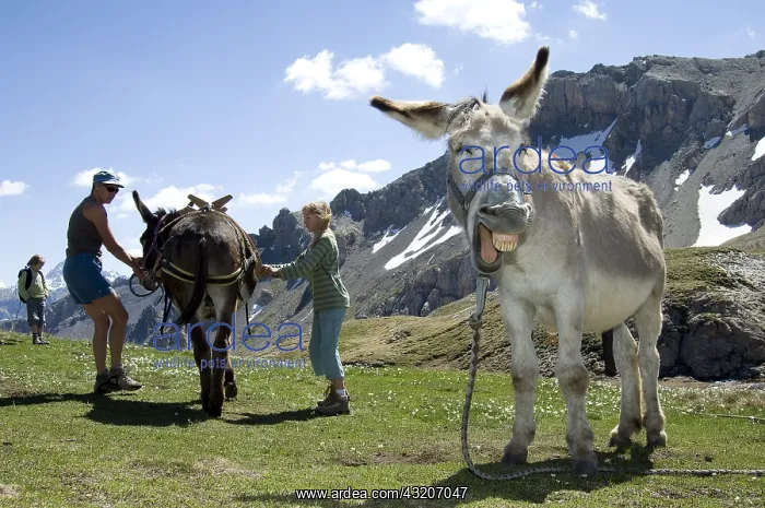 : Mountain hiking with donkeys Queyras Alps France : Mountain hiking with donkeys Queyras Alps France