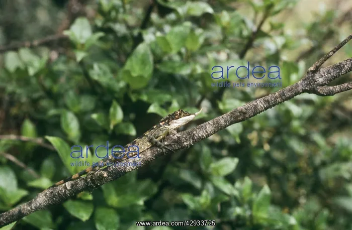  : Mountain horned agama