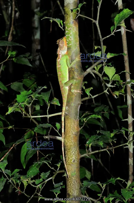: Mountain Horned Dragon : Mountain Horned Dragon