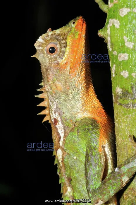 : Mountain Horned Dragon : Mountain Horned Dragon