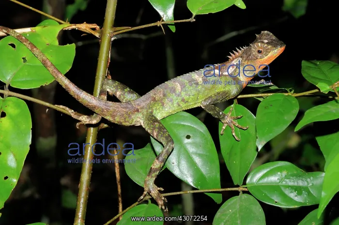 : Mountain Horned Dragon : Mountain Horned Dragon