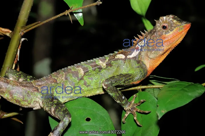 : Mountain Horned Dragon : Mountain Horned Dragon