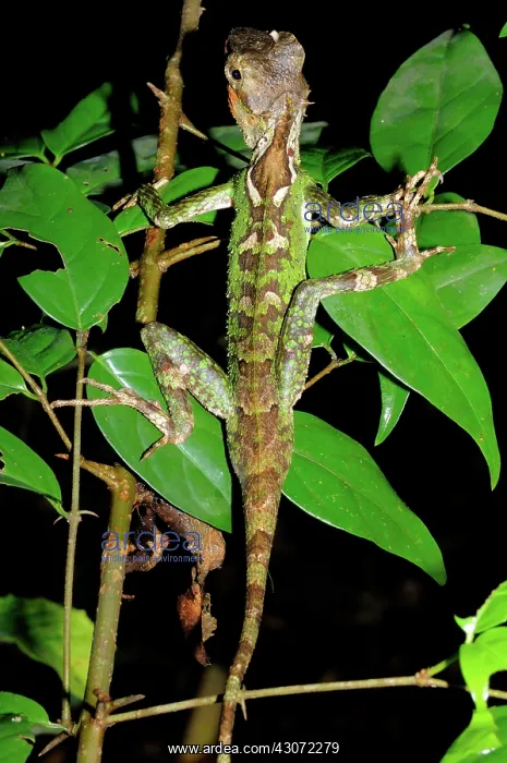 : Mountain Horned Dragon : Mountain Horned Dragon