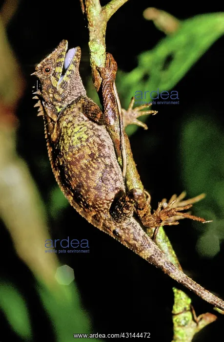 : Mountain Horned Dragon, Vietnam : Mountain Horned Dragon, Vietnam